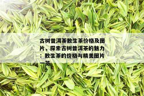 古树普洱茶散生茶价格及图片，探索古树普洱茶的魅力：散生茶的价格与精美图片一览