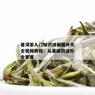 普洱茶入门知识讲解图片大全视频教程：从基础到进阶全掌握