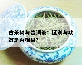 古茶树与普洱茶：区别与功效是否相同？