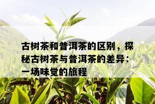 古树茶和普洱茶的区别，探秘古树茶与普洱茶的差异：一场味觉的旅程