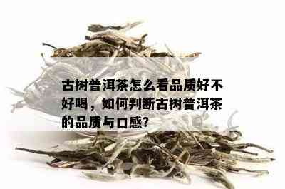 古树普洱茶怎么看品质好不好喝，如何判断古树普洱茶的品质与口感？