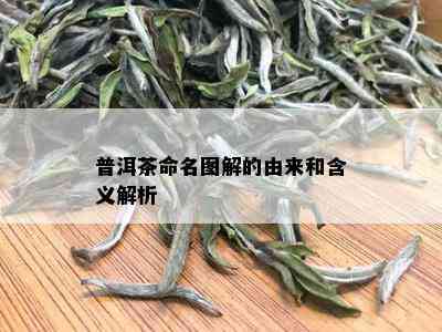 普洱茶命名图解的由来和含义解析