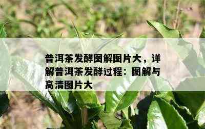 普洱茶发酵图解图片大，详解普洱茶发酵过程：图解与高清图片大