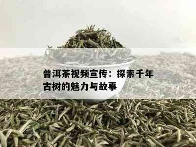 普洱茶视频宣传：探索千年古树的魅力与故事