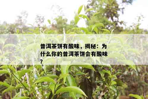 普洱茶饼有酸味，揭秘：为什么你的普洱茶饼会有酸味？