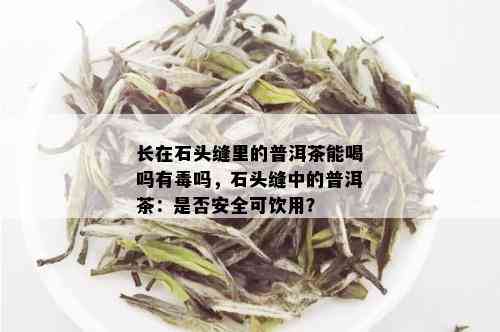 长在石头缝里的普洱茶能喝吗有吗，石头缝中的普洱茶：是否安全可饮用？