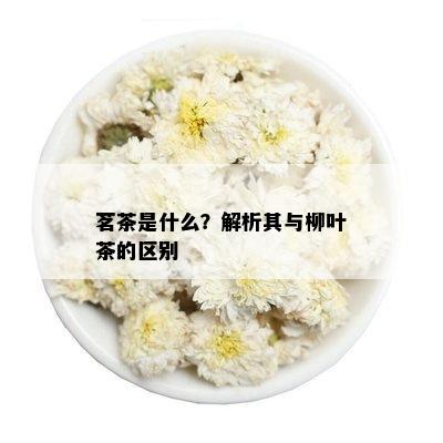 茗茶是什么？解析其与柳叶茶的区别