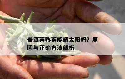 普洱茶熟茶能晒太阳吗？原因与正确方法解析