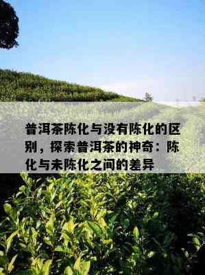 普洱茶陈化与没有陈化的区别，探索普洱茶的神奇：陈化与未陈化之间的差异