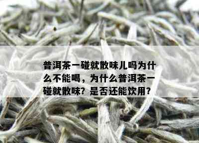 普洱茶一碰就散味儿吗为什么不能喝，为什么普洱茶一碰就散味？是否还能饮用？