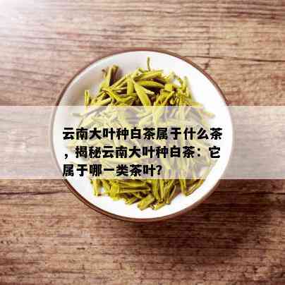 云南大叶种白茶属于什么茶，揭秘云南大叶种白茶：它属于哪一类茶叶？