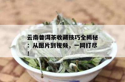 云南普洱茶收藏技巧全揭秘：从图片到视频，一网打尽！