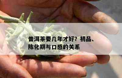 普洱茶要几年才好？初品、陈化期与口感的关系