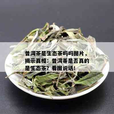 普洱茶是生态茶吗吗图片，揭示真相：普洱茶是否真的是生态茶？看图说话！