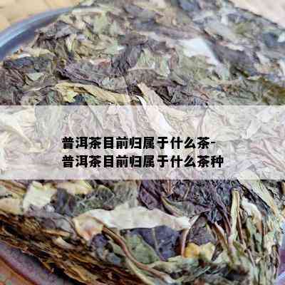 普洱茶目前归属于什么茶-普洱茶目前归属于什么茶种