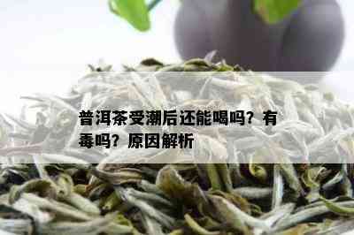 普洱茶受潮后还能喝吗？有吗？原因解析