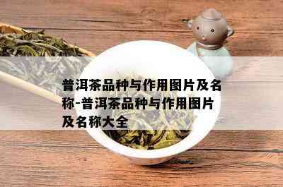 普洱茶品种与作用图片及名称-普洱茶品种与作用图片及名称大全