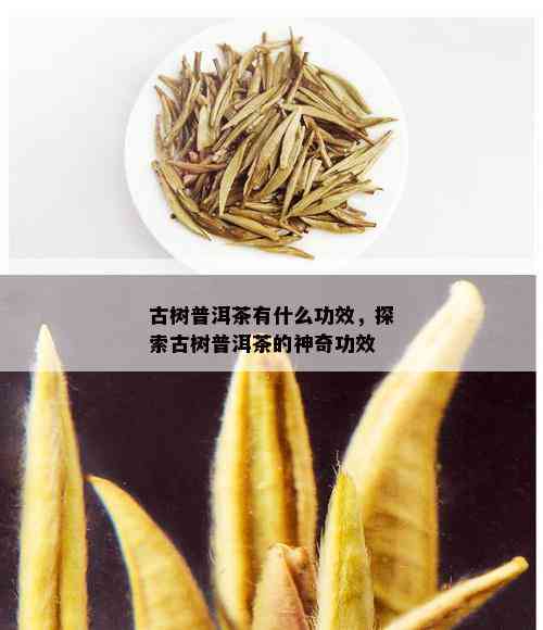 古树普洱茶有什么功效，探索古树普洱茶的神奇功效