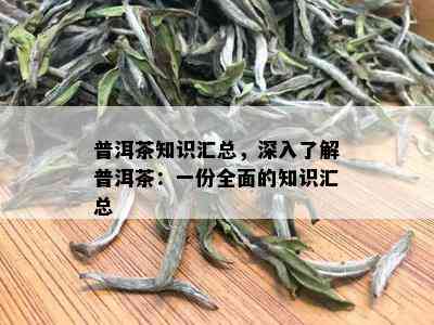 普洱茶知识汇总，深入了解普洱茶：一份全面的知识汇总