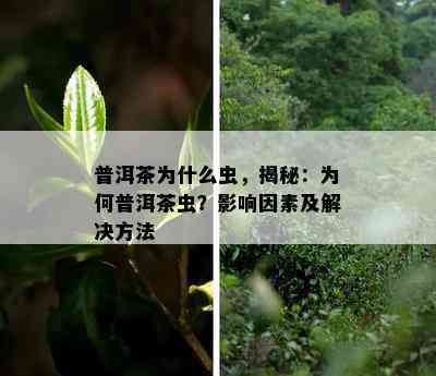 普洱茶为什么虫，揭秘：为何普洱茶虫？影响因素及解决方法