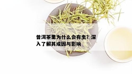 普洱茶里为什么会有虫？深入了解其成因与影响