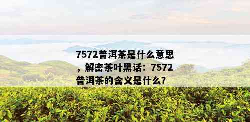 7572普洱茶是什么意思，解密茶叶黑话：7572普洱茶的含义是什么？