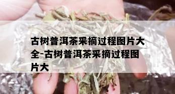 古树普洱茶采摘过程图片大全-古树普洱茶采摘过程图片大