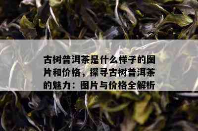 古树普洱茶是什么样子的图片和价格，探寻古树普洱茶的魅力：图片与价格全解析