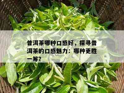 普洱茶哪种口感好，探寻普洱茶的口感魅力：哪种更胜一筹？