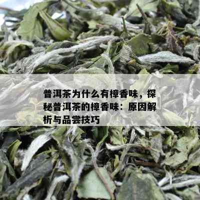 普洱茶为什么有樟香味，探秘普洱茶的樟香味：原因解析与品尝技巧