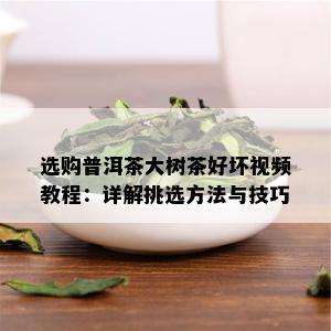 选购普洱茶大树茶好坏视频教程：详解挑选方法与技巧