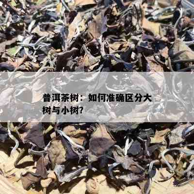 普洱茶树：如何准确区分大树与小树？