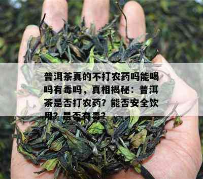 普洱茶真的不打农药吗能喝吗有吗，真相揭秘：普洱茶是否打农药？能否安全饮用？是否有？