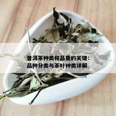 普洱茶种类和品质的关键：品种分类与茶叶种类详解