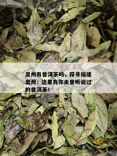 泉州有普洱茶吗，探寻福建泉州：这里有你未曾听说过的普洱茶！