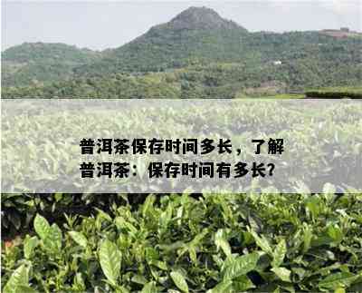 普洱茶保存时间多长，了解普洱茶：保存时间有多长？