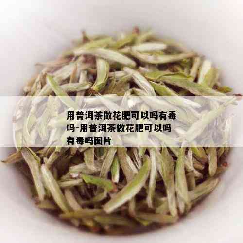 用普洱茶做花肥可以吗有吗-用普洱茶做花肥可以吗有吗图片