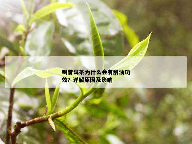 喝普洱茶为什么会有刮油功效？详解原因及影响