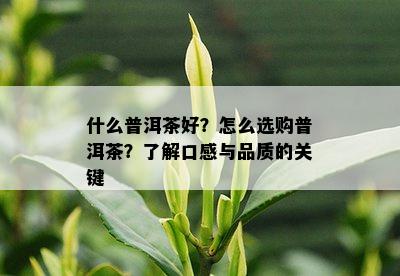 什么普洱茶好？怎么选购普洱茶？了解口感与品质的关键