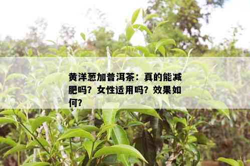 黄洋葱加普洱茶：真的能减肥吗？女性适用吗？效果如何？