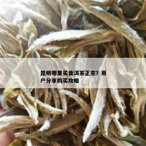 昆明哪里买普洱茶正宗？用户分享购买攻略