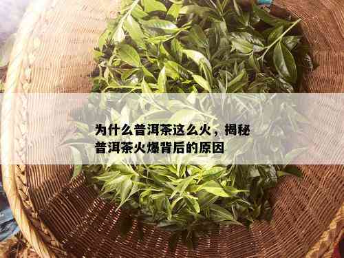 为什么普洱茶这么火，揭秘普洱茶火爆背后的原因