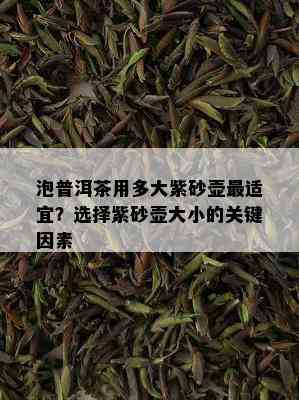 泡普洱茶用多大紫砂壶最适宜？选择紫砂壶大小的关键因素