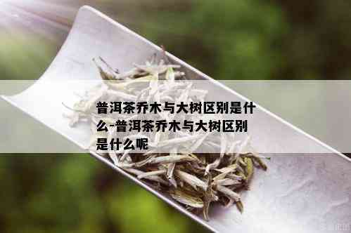 普洱茶乔木与大树区别是什么-普洱茶乔木与大树区别是什么呢