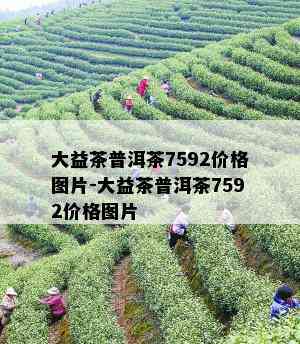 大益茶普洱茶7592价格图片-大益茶普洱茶7592价格图片