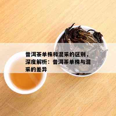 普洱茶单株和混采的区别，深度解析：普洱茶单株与混采的差异