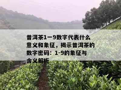 普洱茶1一9数字代表什么意义和象征，揭示普洱茶的数字密码：1-9的象征与含义解析