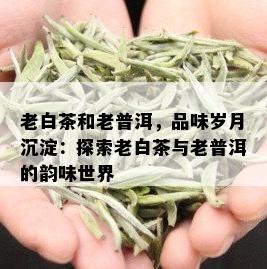 老白茶和老普洱，品味岁月沉淀：探索老白茶与老普洱的韵味世界