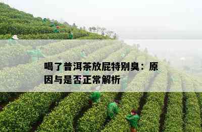 喝了普洱茶放屁特别臭：原因与是否正常解析