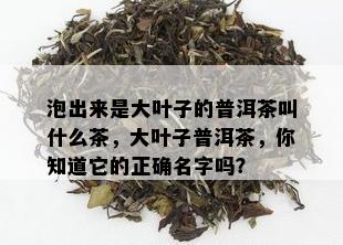 泡出来是大叶子的普洱茶叫什么茶，大叶子普洱茶，你知道它的正确名字吗？